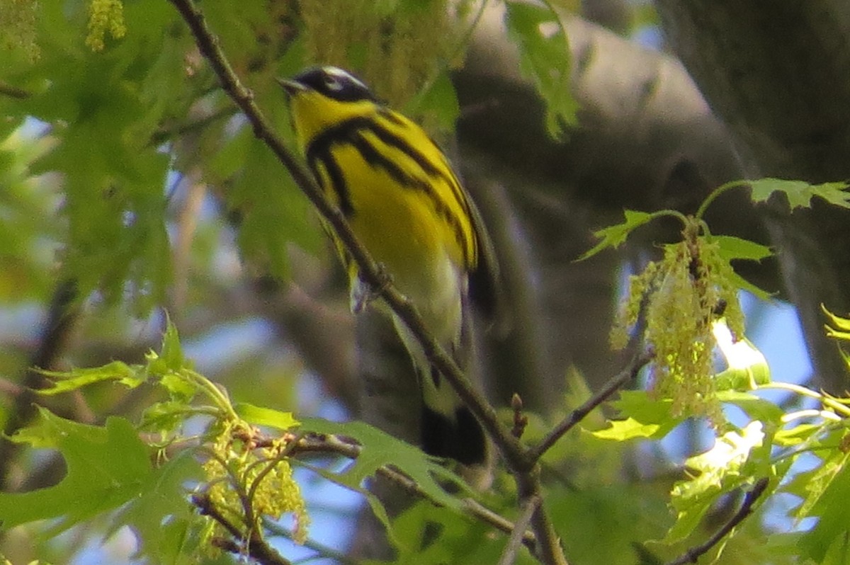 Magnolia Warbler - Anonymous