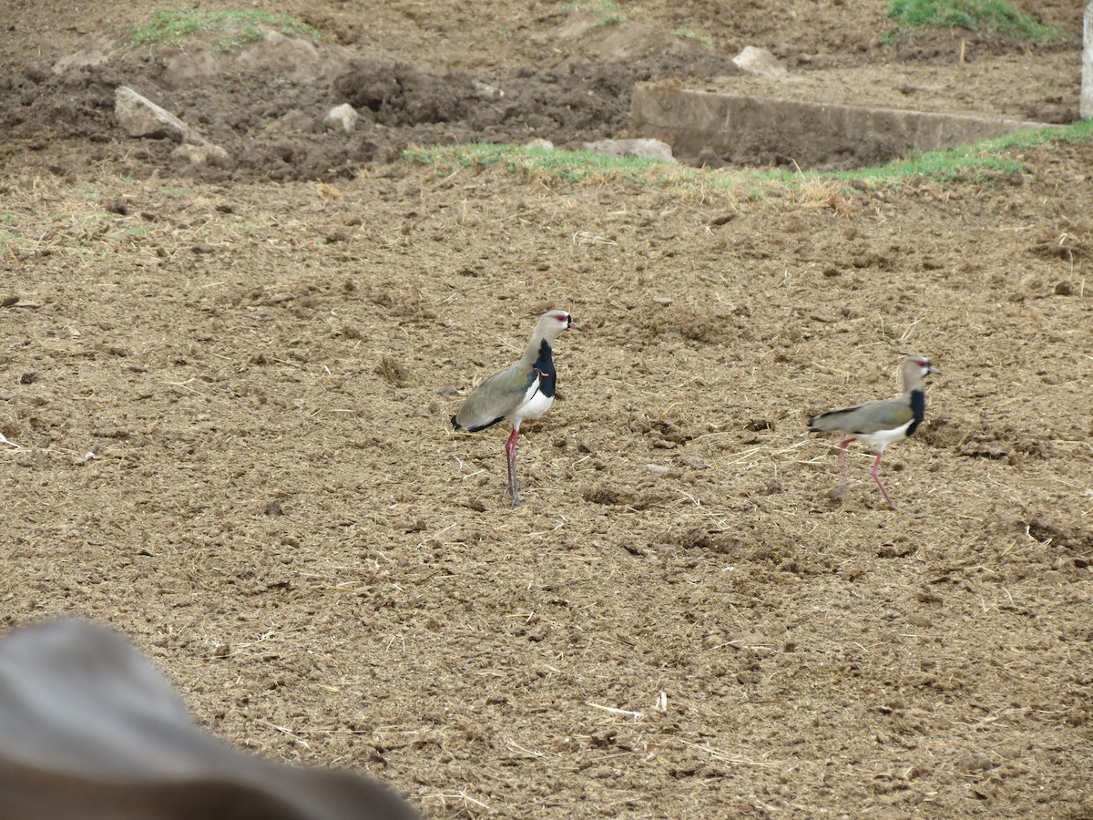 Southern Lapwing - ML99655371