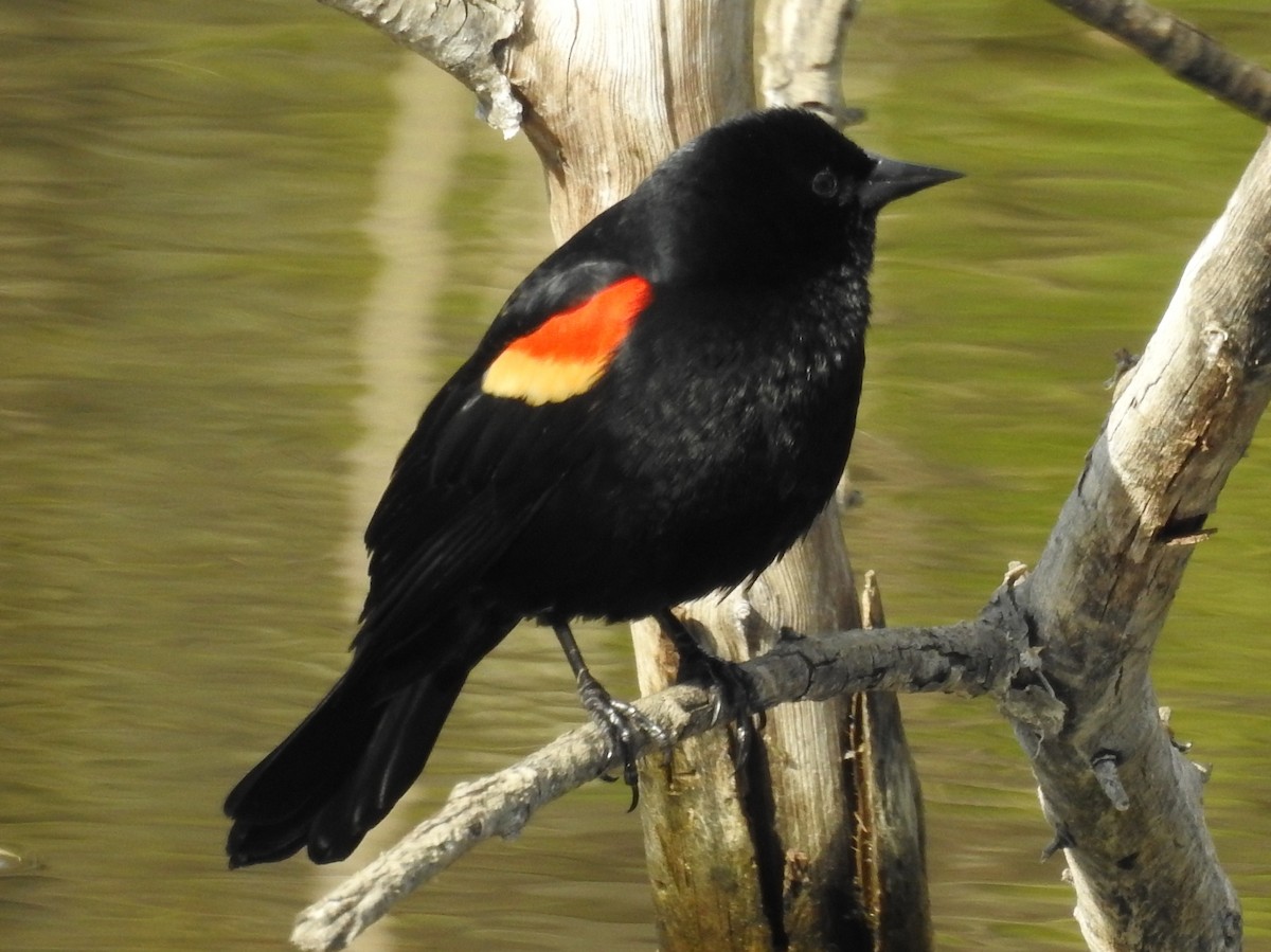 Red-winged Blackbird - ML99657461