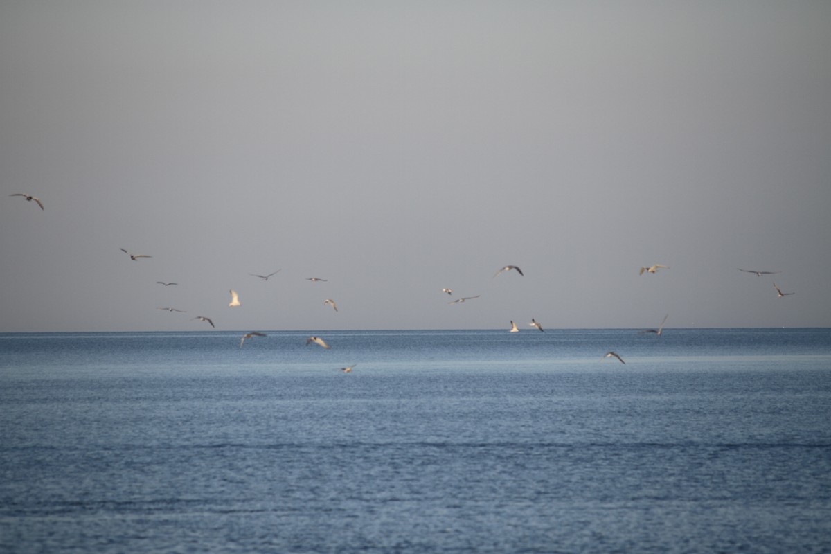 Forster's Tern - ML99659951