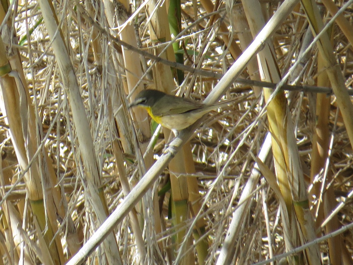 Yellow-breasted Chat - ML99660731