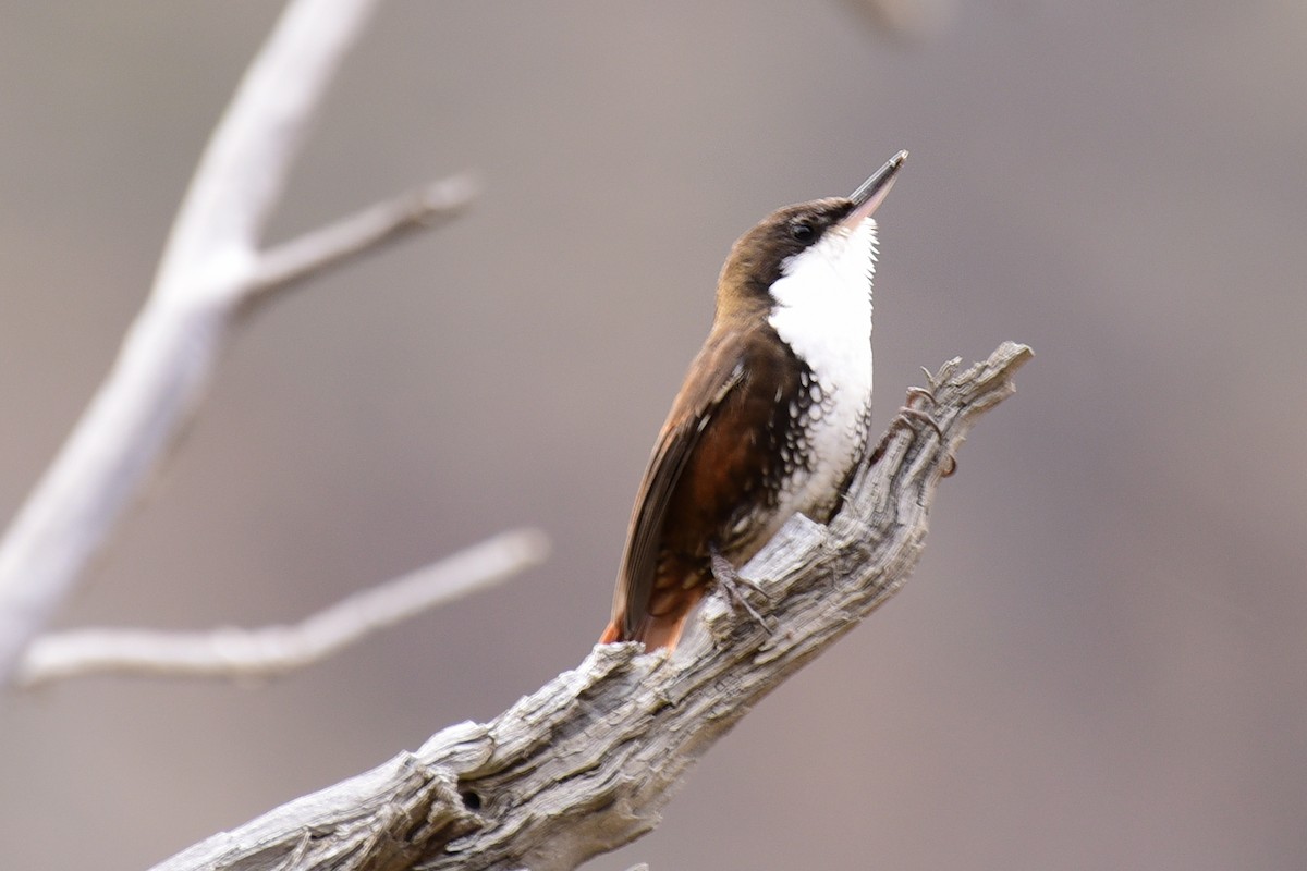 White-throated Treerunner - ML99661211