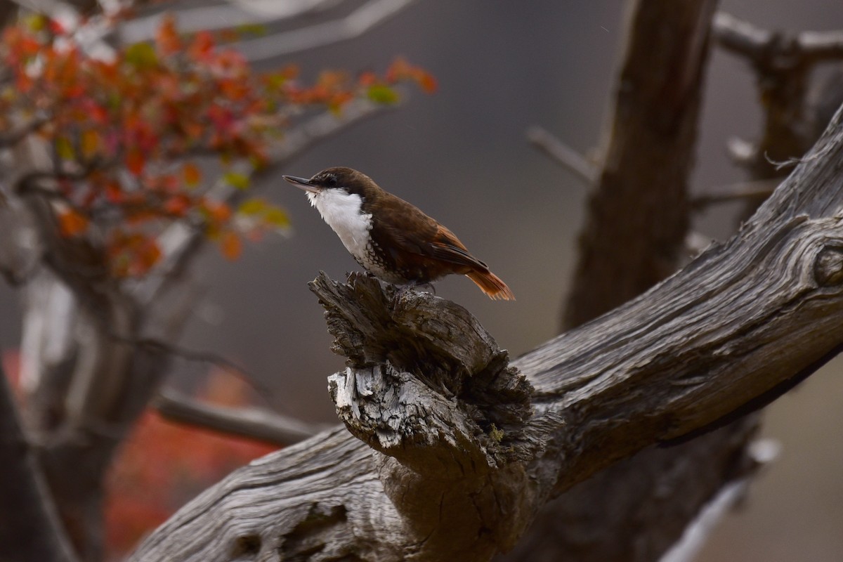 White-throated Treerunner - ML99661291