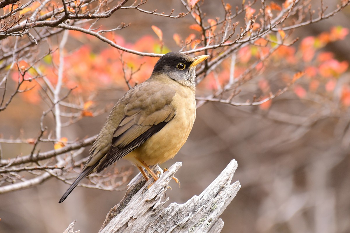 Austral Thrush - ML99661451