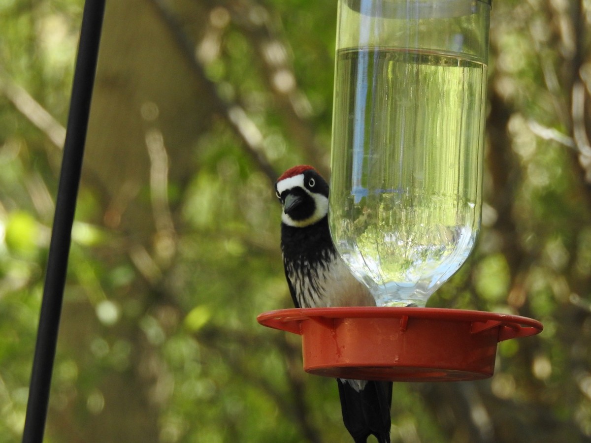 Acorn Woodpecker - Kay Zagst