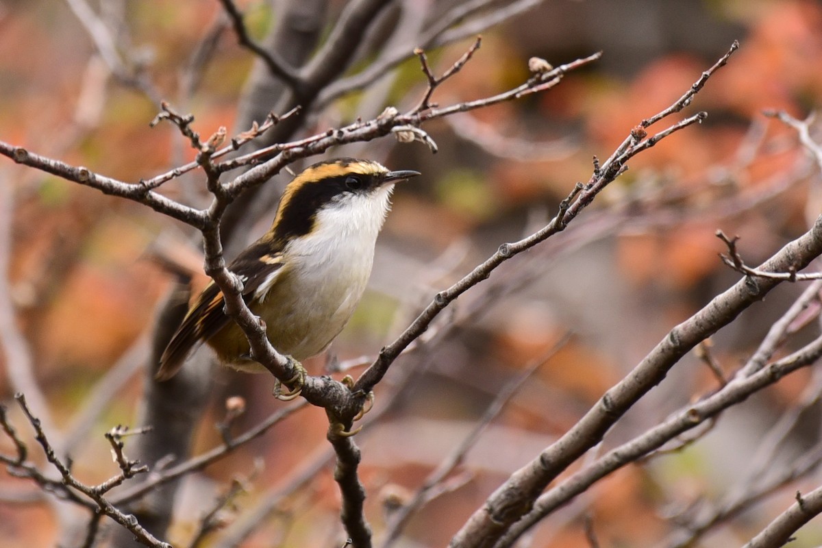 Thorn-tailed Rayadito - ML99662171