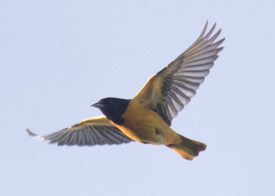 Baltimore Oriole - ML99664611