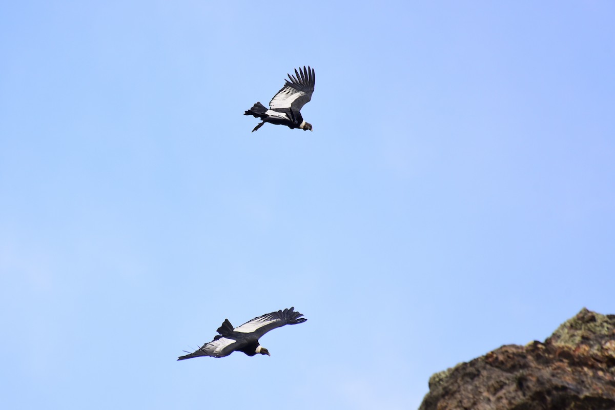 Andean Condor - ML99664741