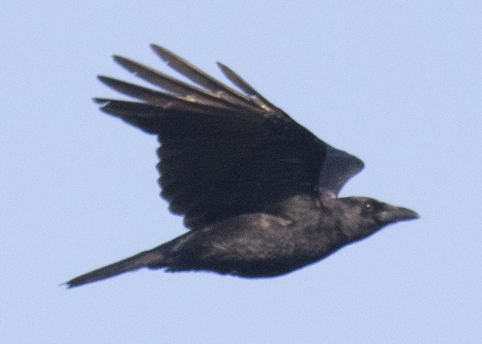Common Raven - ML99664871