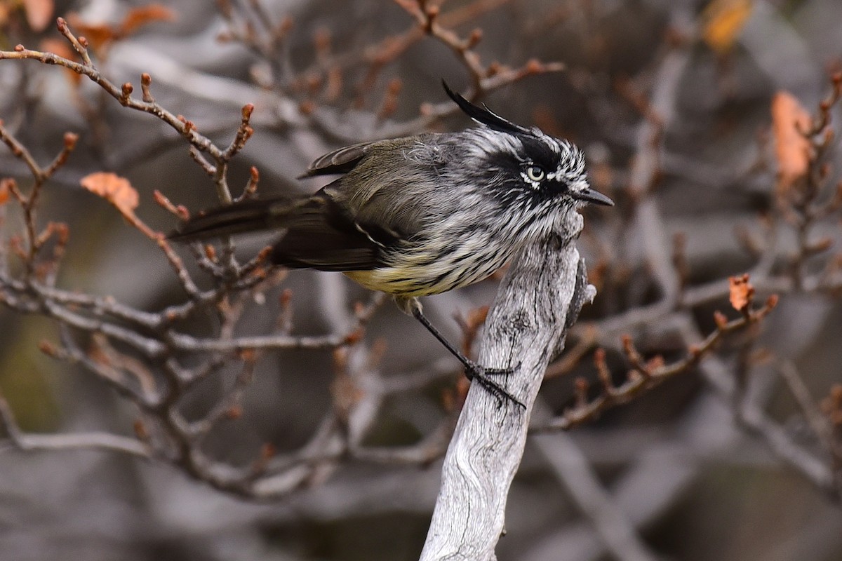 Tufted Tit-Tyrant - Luiz Moschini