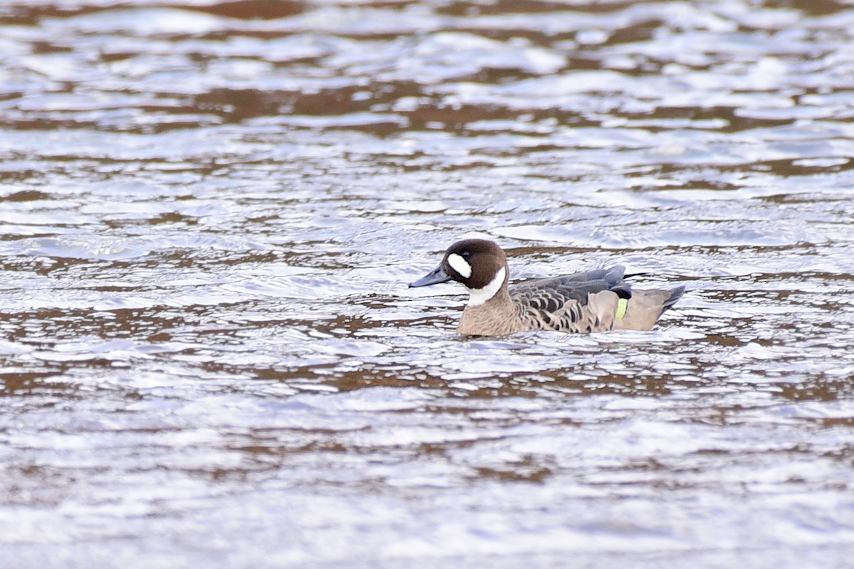 Canard à lunettes - ML99665181