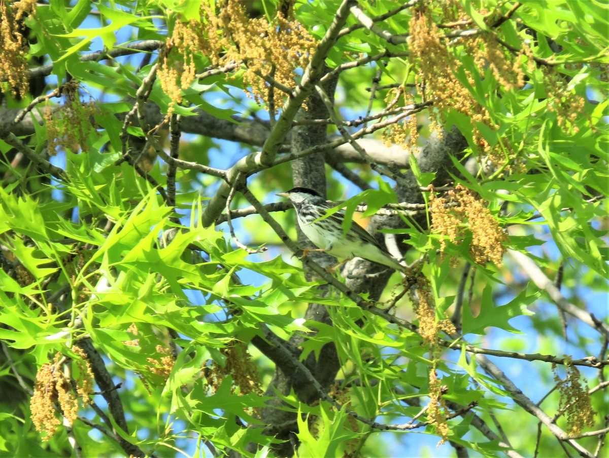 Blackpoll Warbler - ML99666751