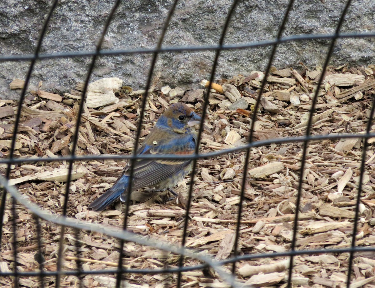 Blue Grosbeak - Kevin Topping