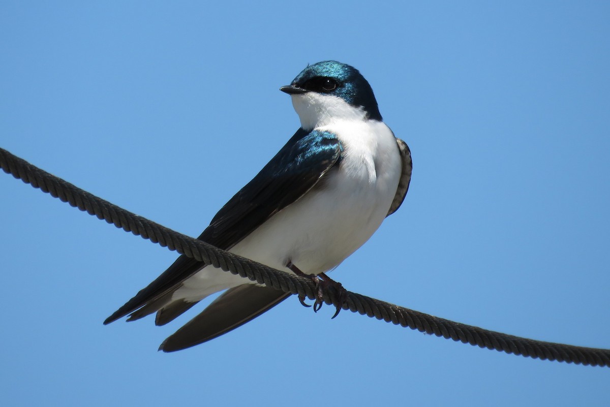 Tree Swallow - Josh Fecteau