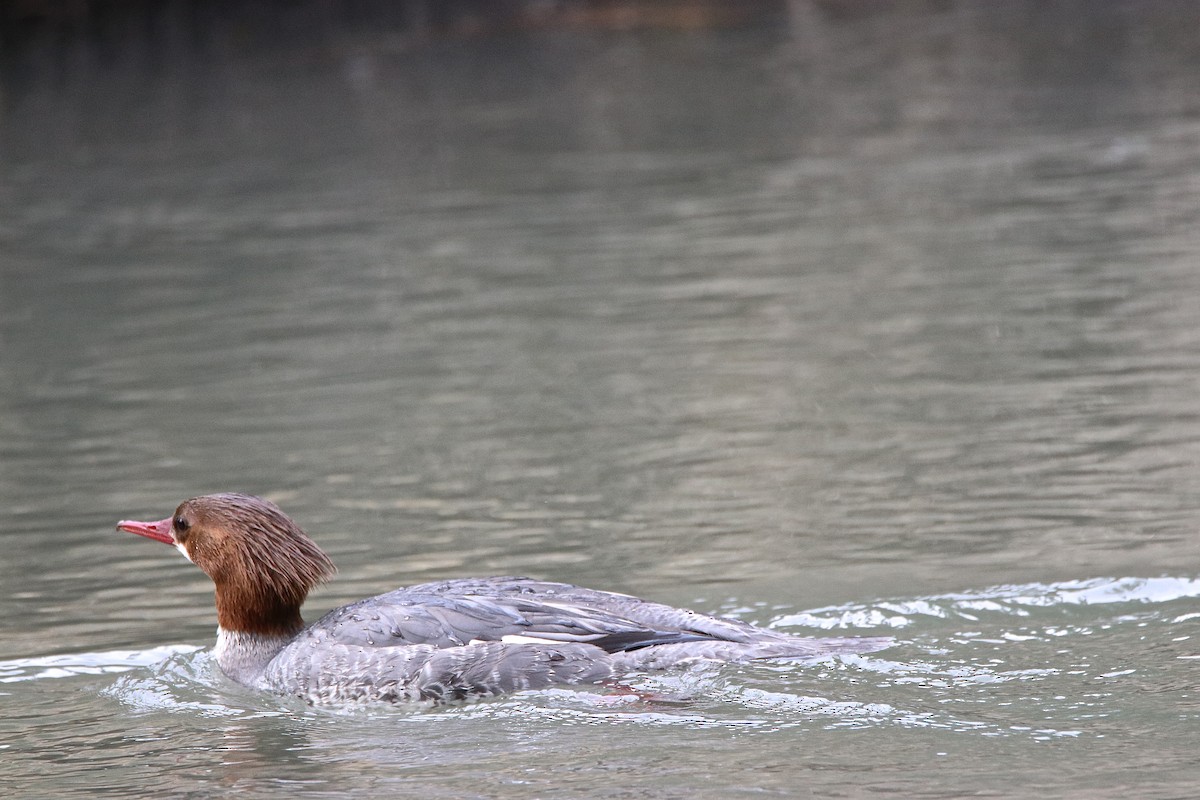 Common Merganser - Bob Bidney