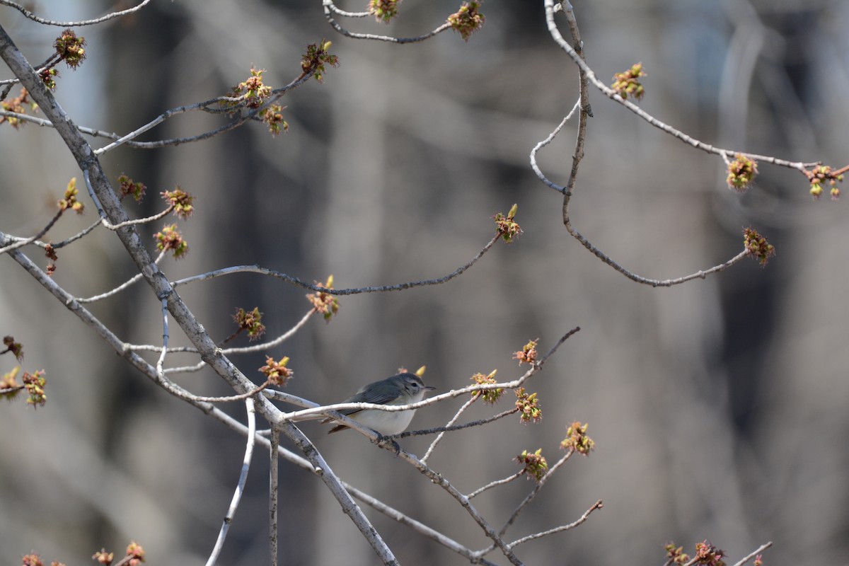 Warbling Vireo - ML99671171