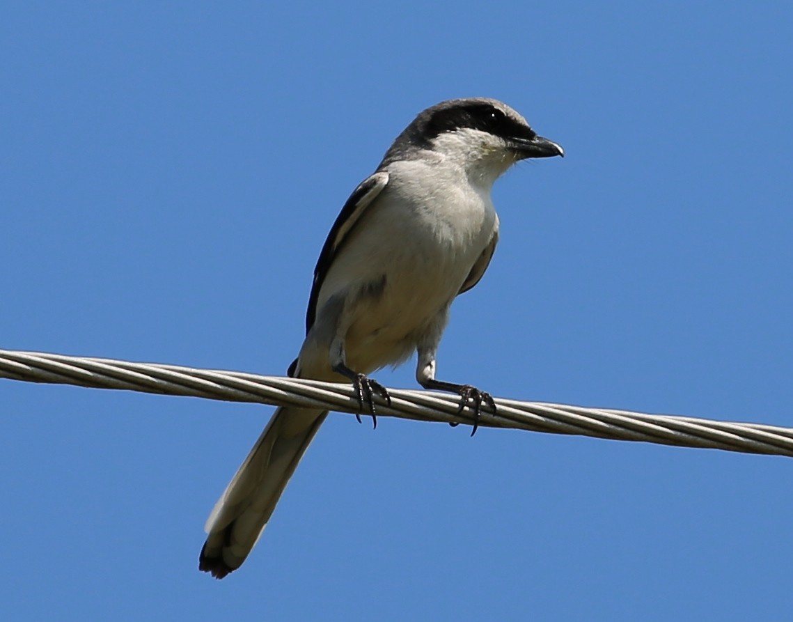 Loggerhead Shrike - ML99671651
