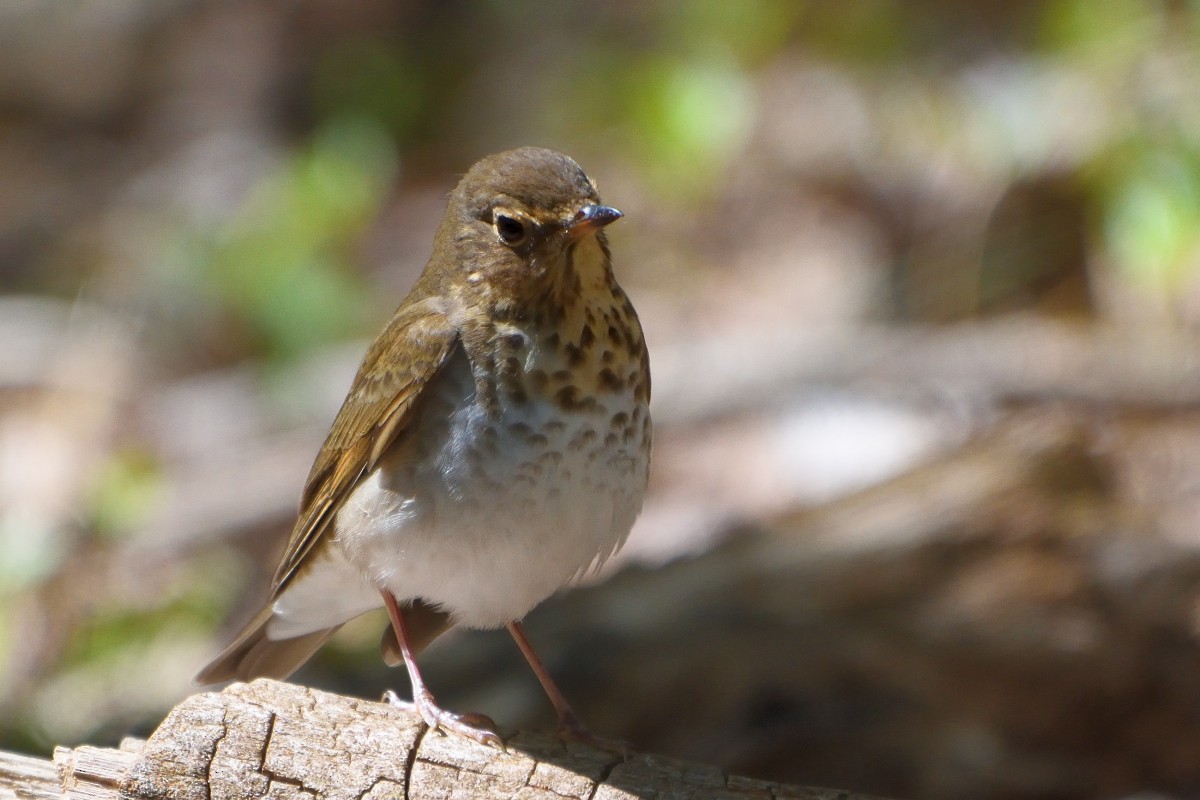 Swainson's Thrush - ML99675351