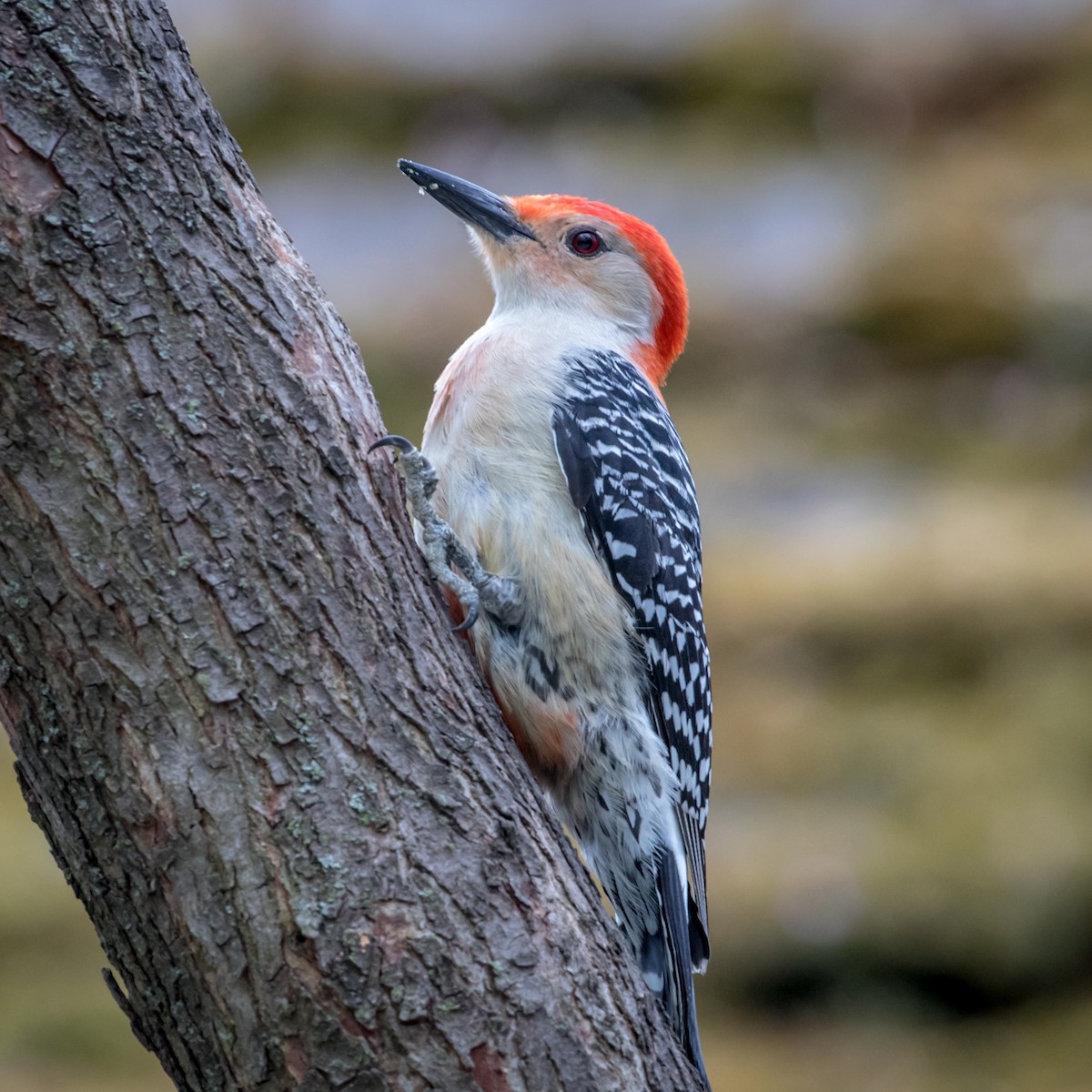 Red-bellied Woodpecker - Michael Warner