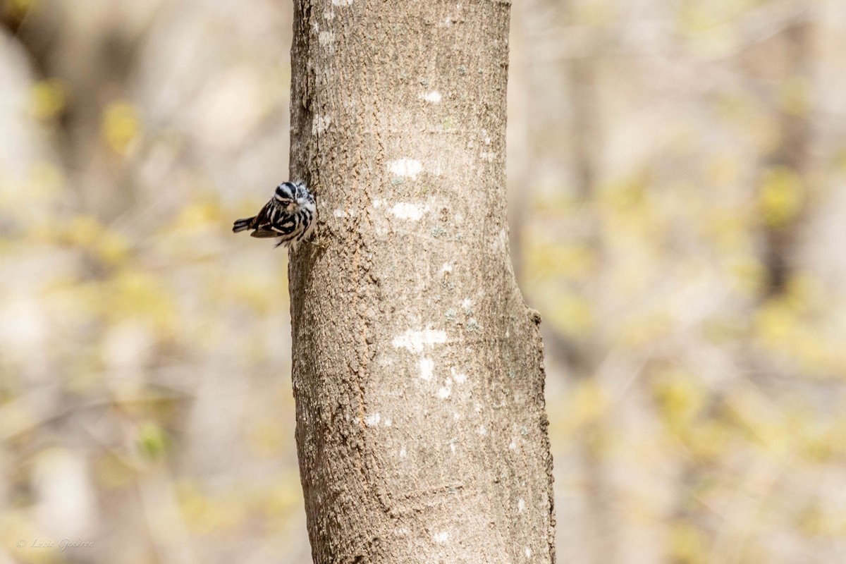 Black-and-white Warbler - ML99677971