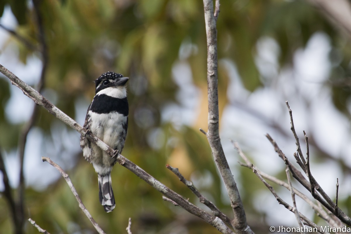 Pied Puffbird - ML99680221