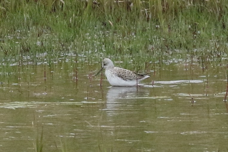 Marsh Sandpiper - ML99682431