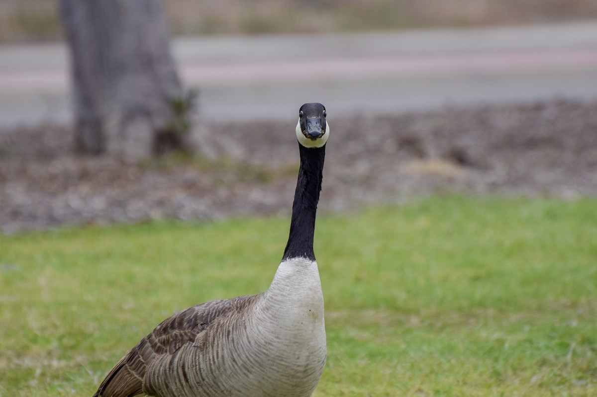 Canada Goose - ML99683171