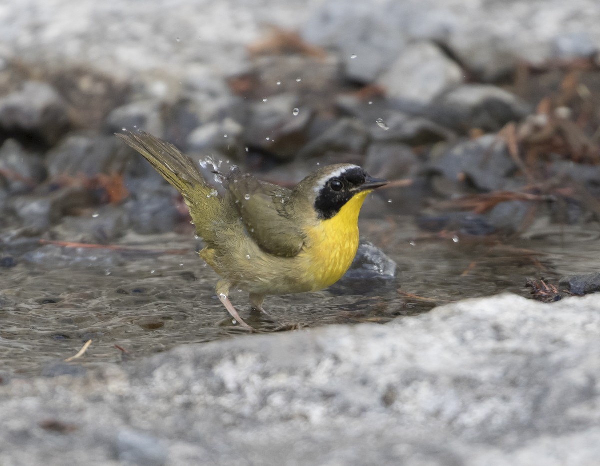 Common Yellowthroat - Heather Wolf