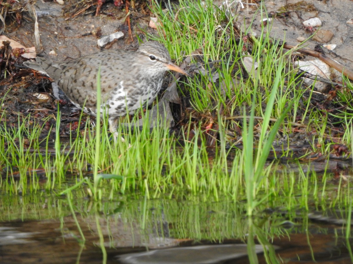 Spotted Sandpiper - ML99686551