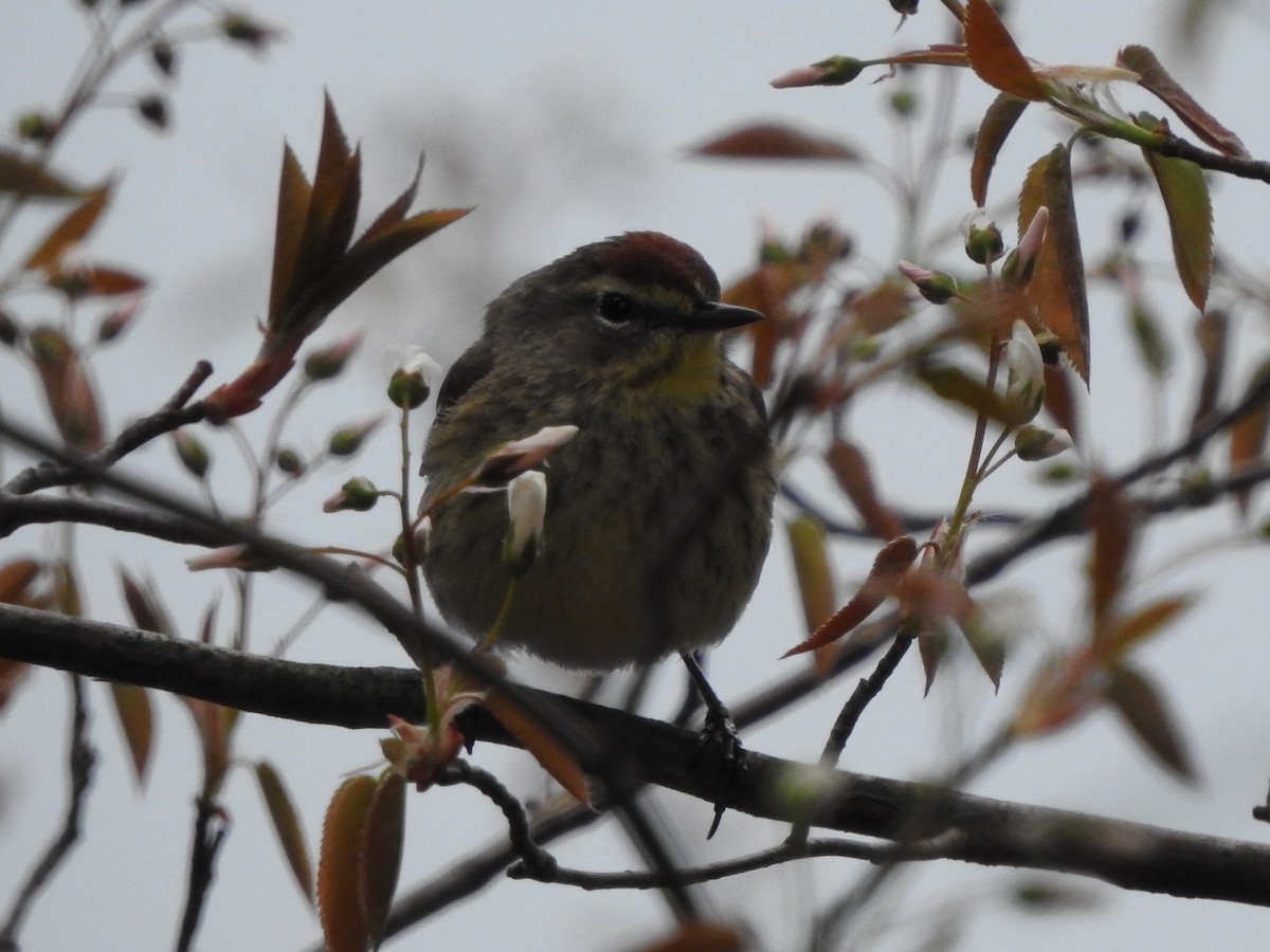 Palm Warbler (Western) - ML99687121