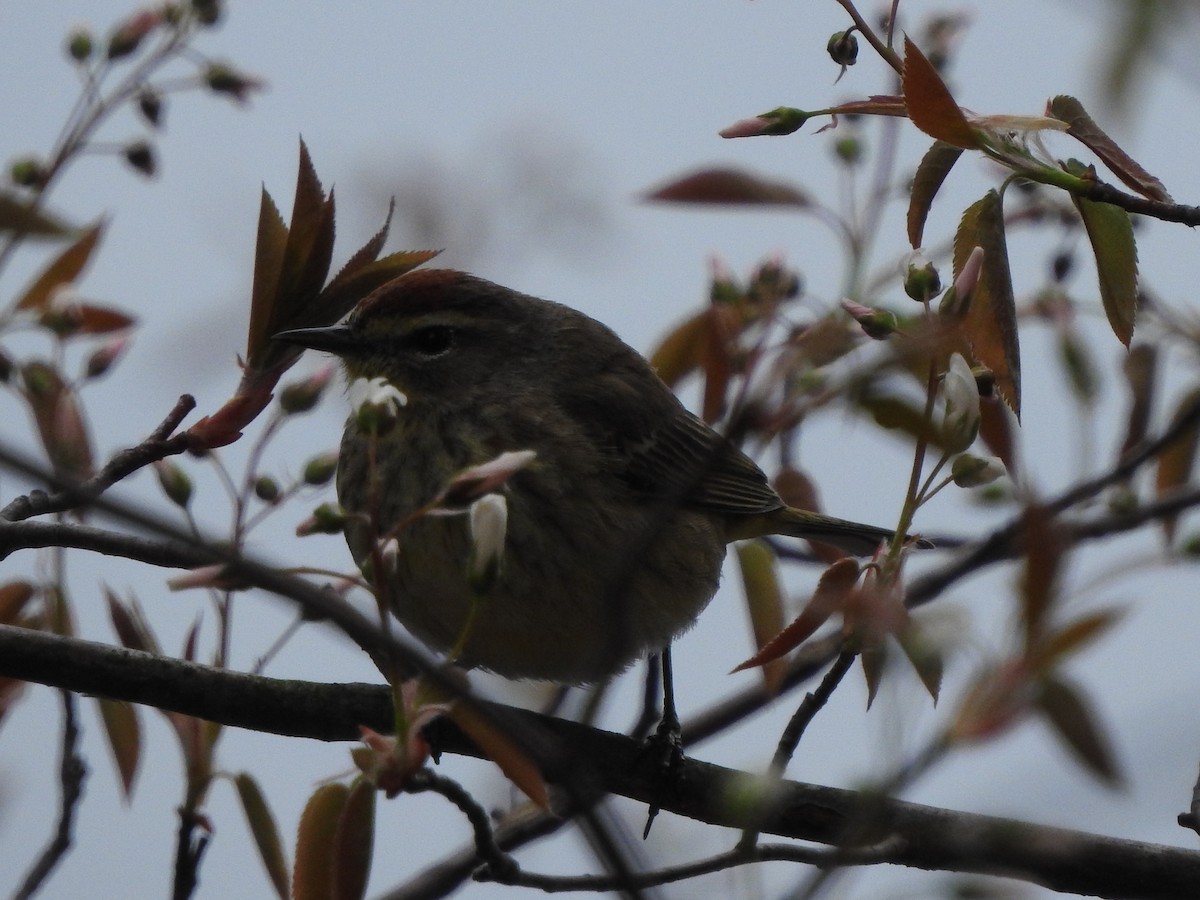 Palm Warbler (Western) - ML99687131