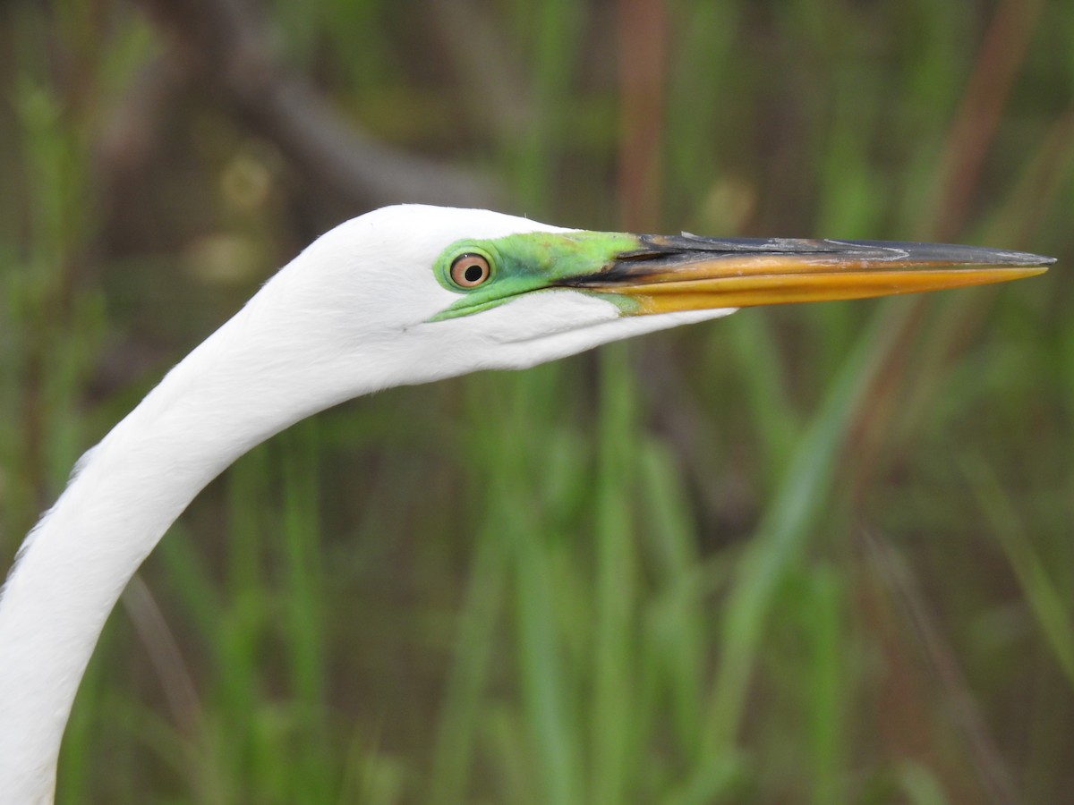 Great Egret - Eva Visscher