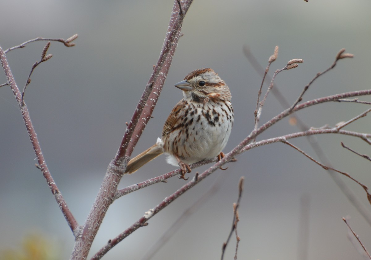 Song Sparrow - Tim Bandfield