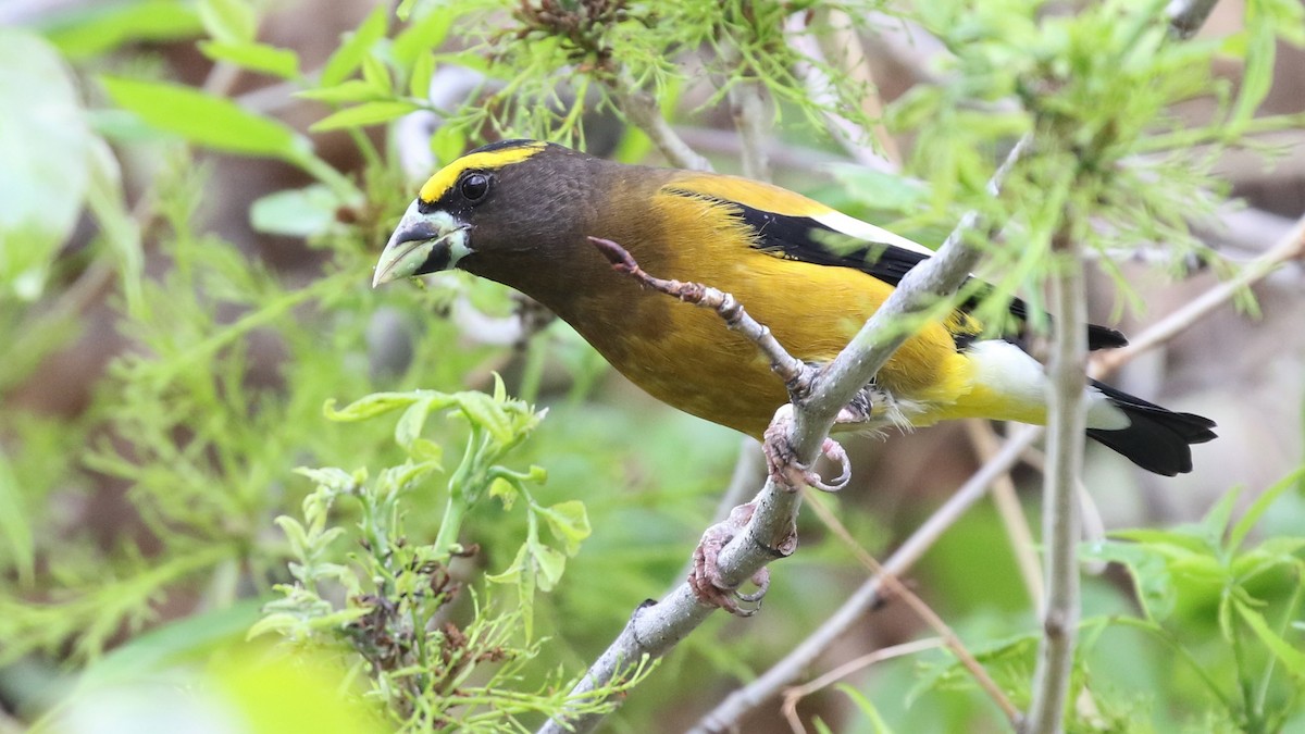 Evening Grosbeak - Dean LaTray