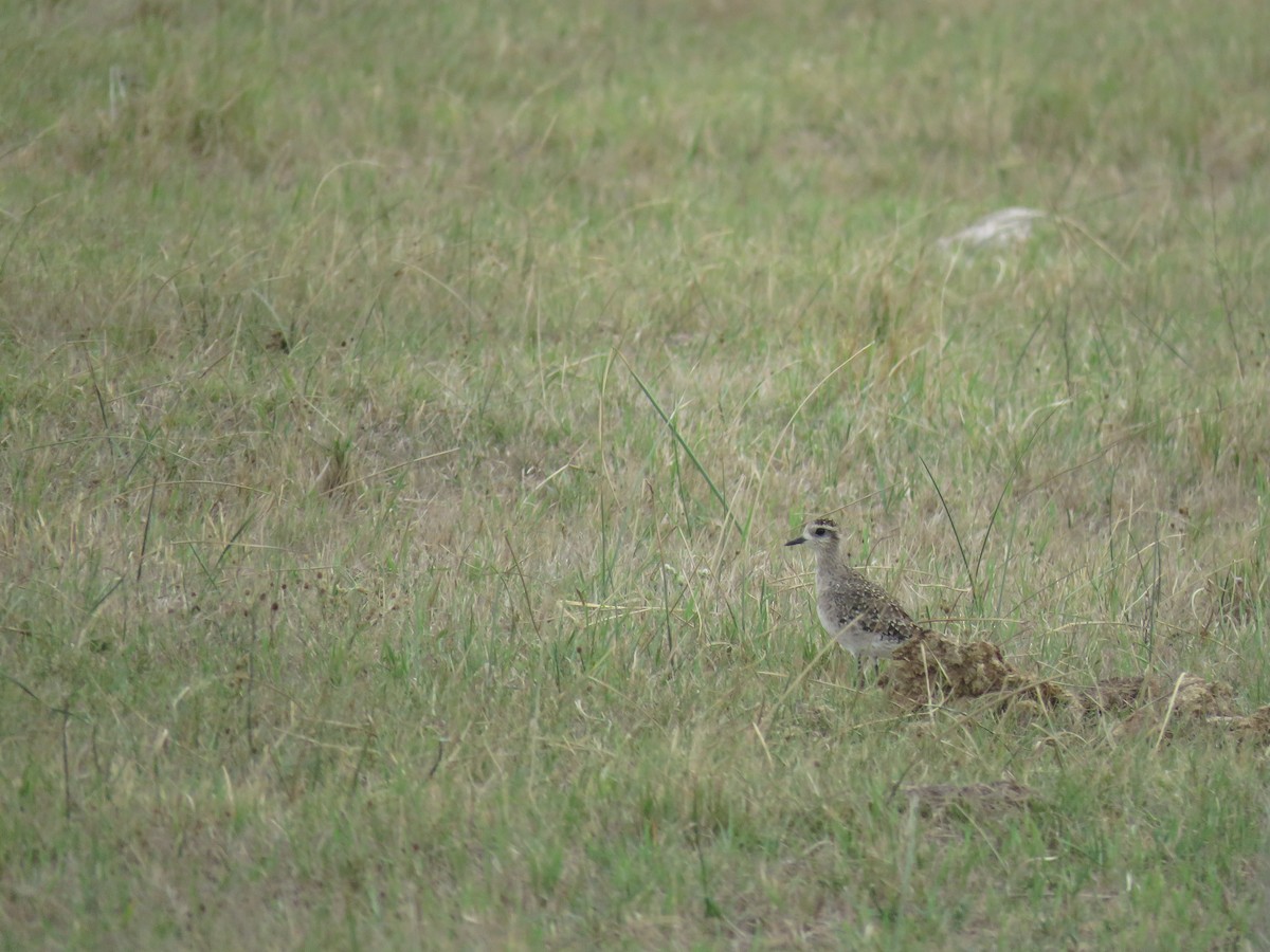 American Golden-Plover - ML99690421