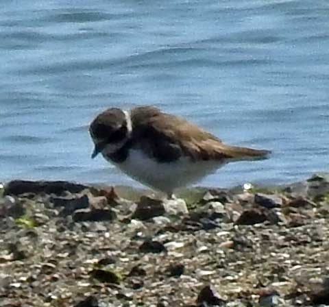 Semipalmated Plover - Ross Millikan