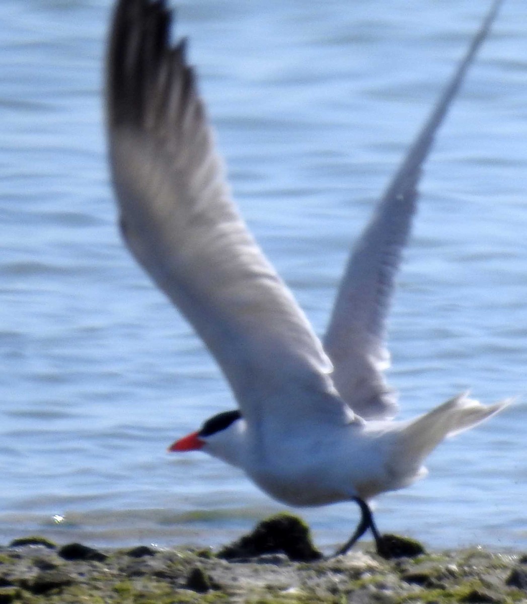 Caspian Tern - Ross Millikan