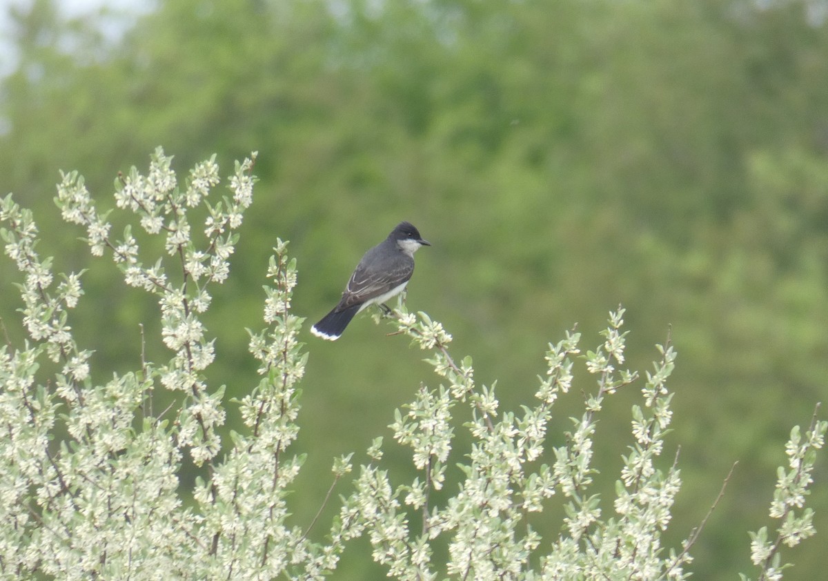 Eastern Kingbird - ML99692271