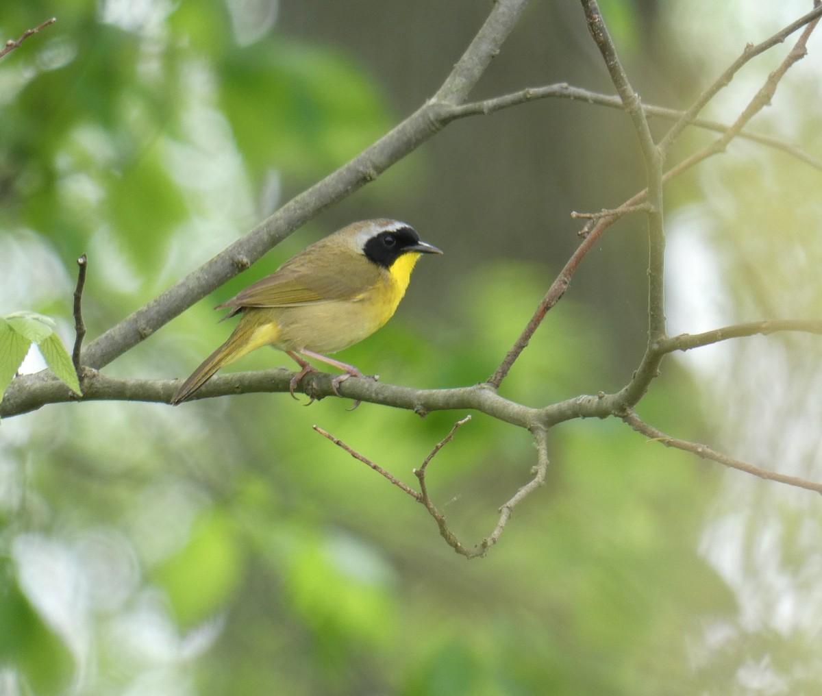 Common Yellowthroat - Larry Theller