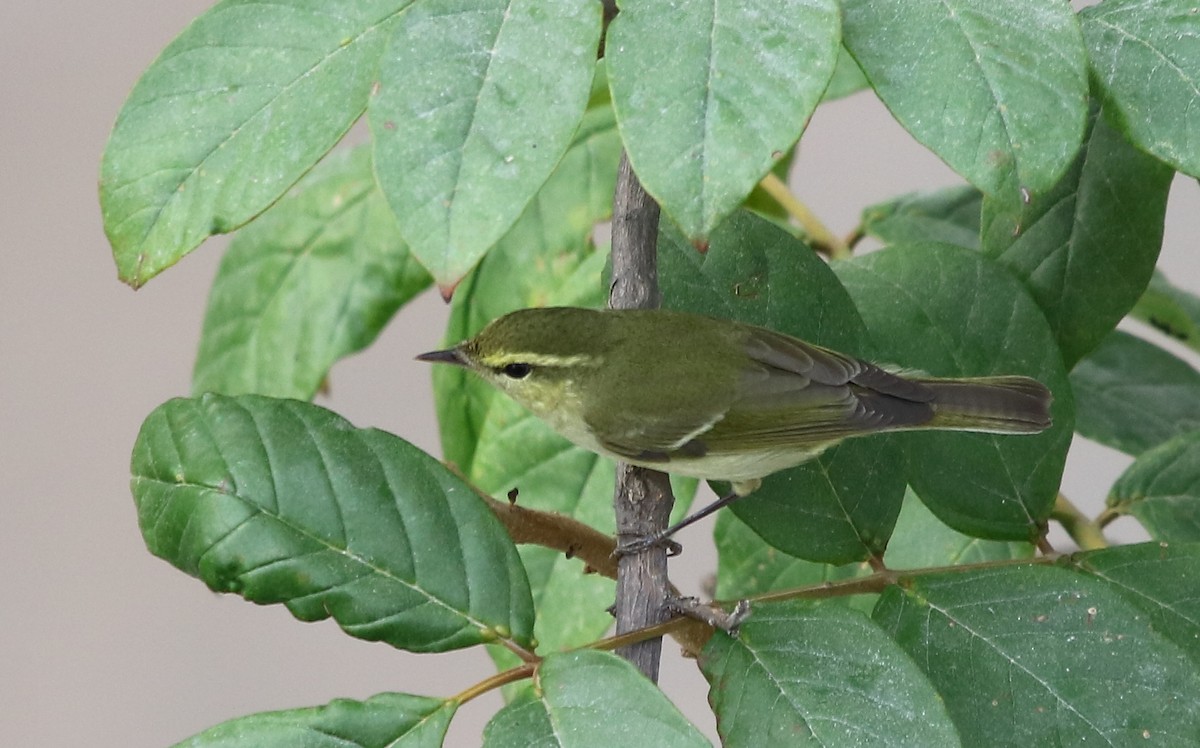 Green Warbler - Bhaarat Vyas