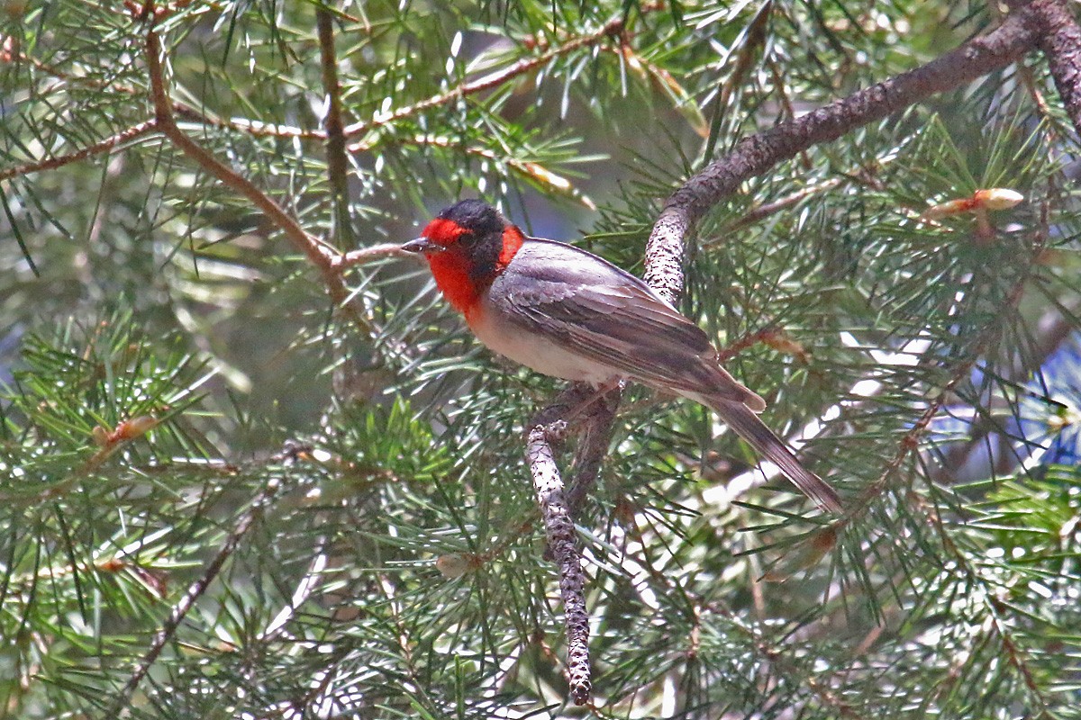 Red-faced Warbler - Richard Fray