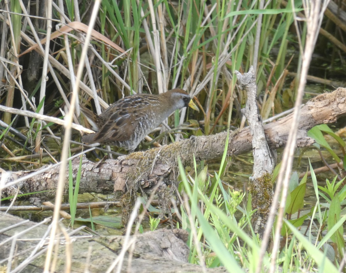 Polluela Sora - ML99696381