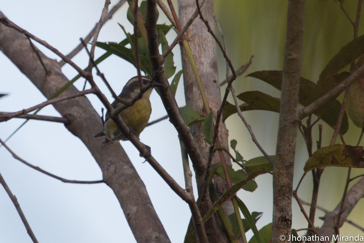 Bananaquit - ML99696701