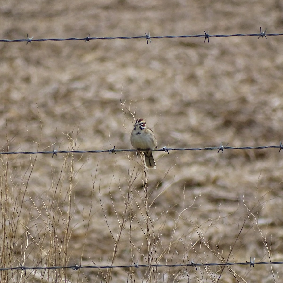 Lark Sparrow - ML99701261