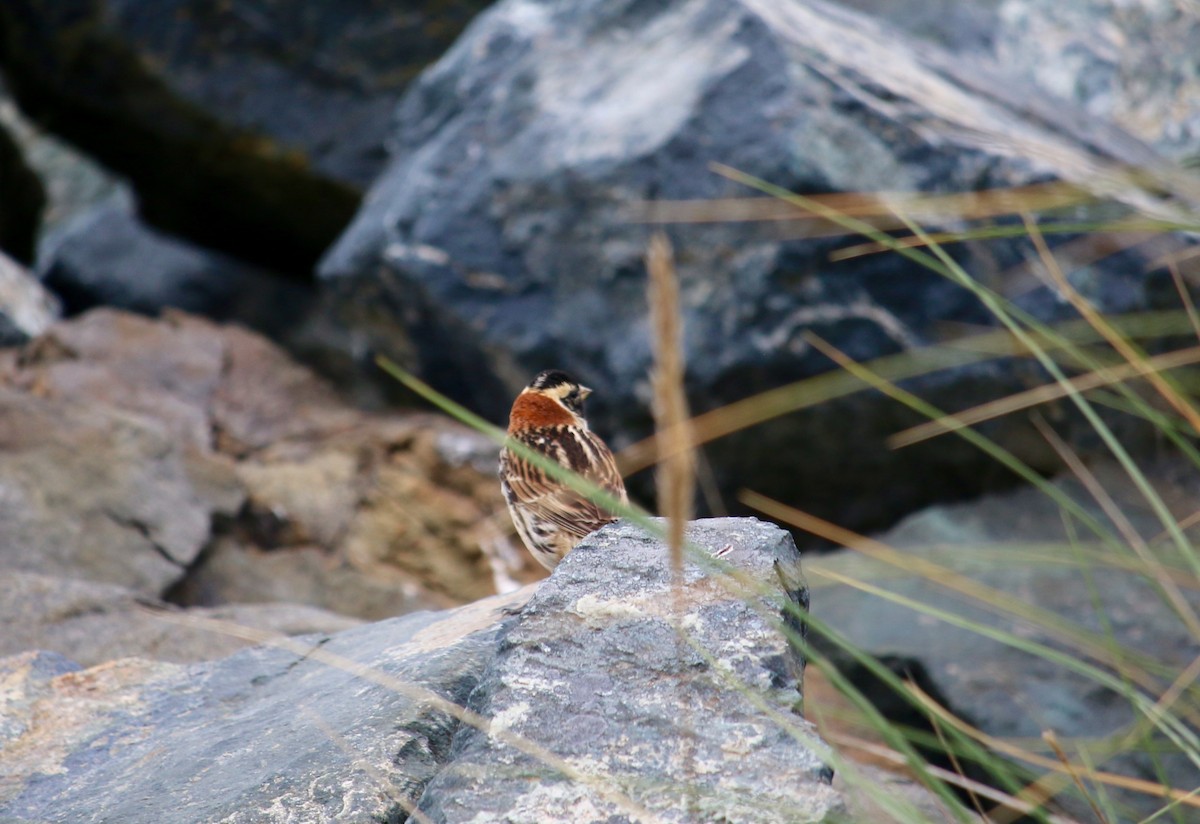 Lapland Longspur - ML99702491