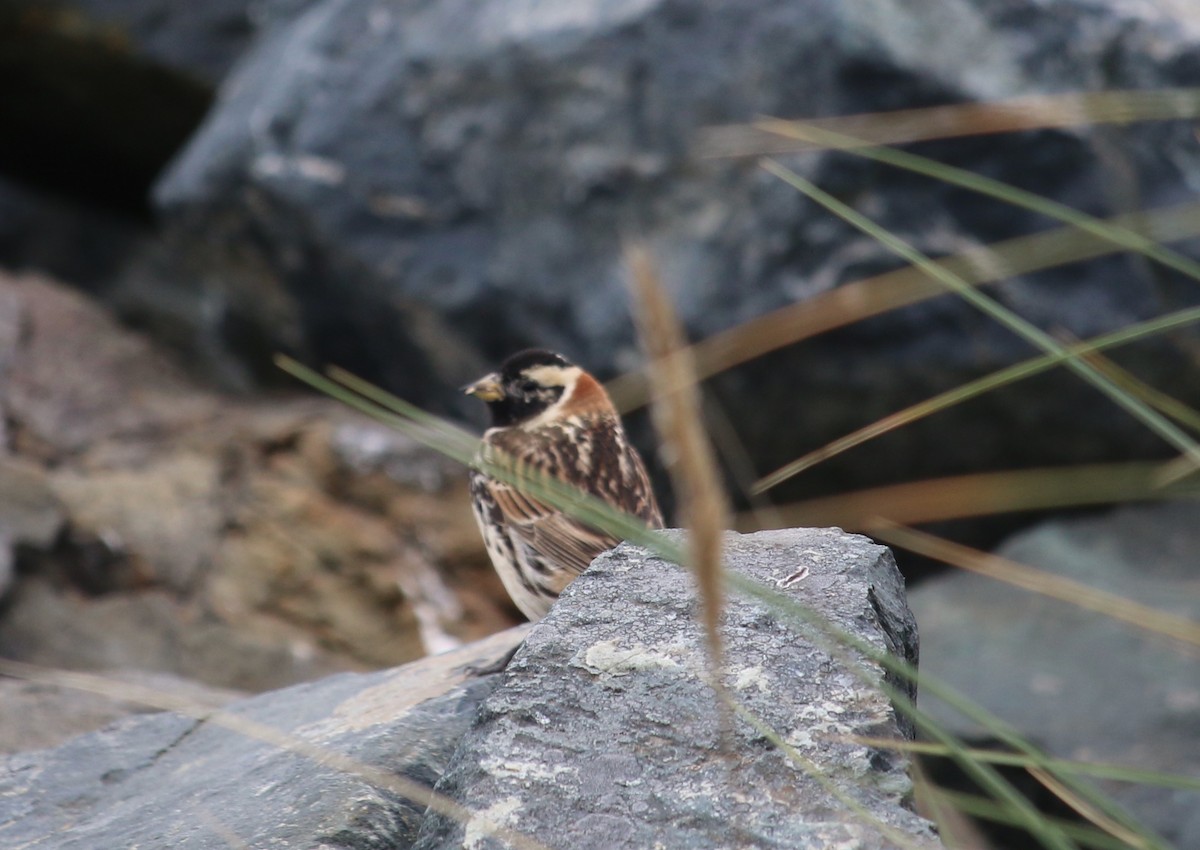 Буулгат хөмрөг - ML99702511