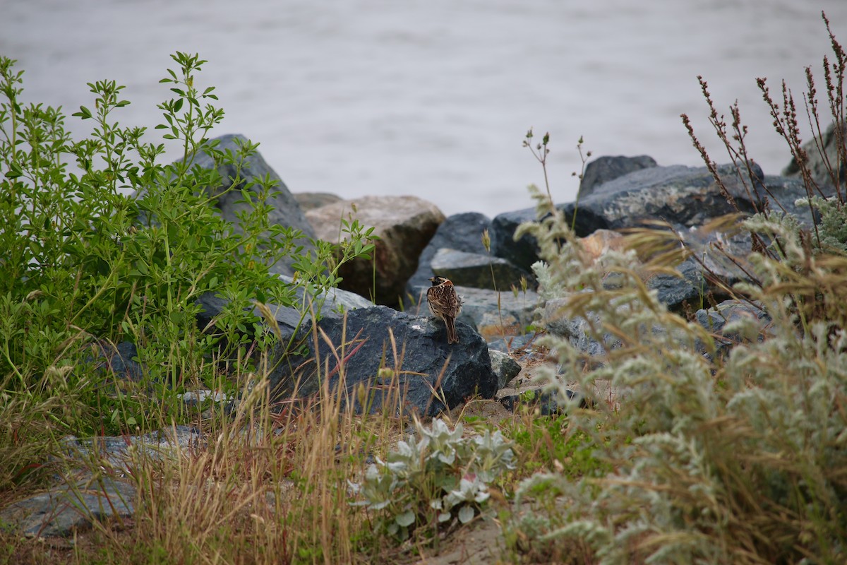 Lapland Longspur - ML99702571