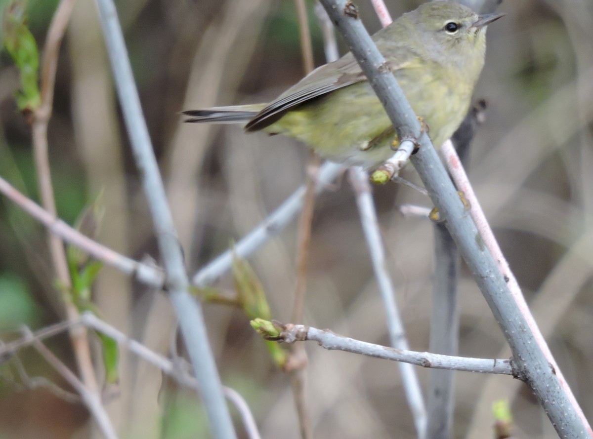 Orange-crowned Warbler - ML99703121