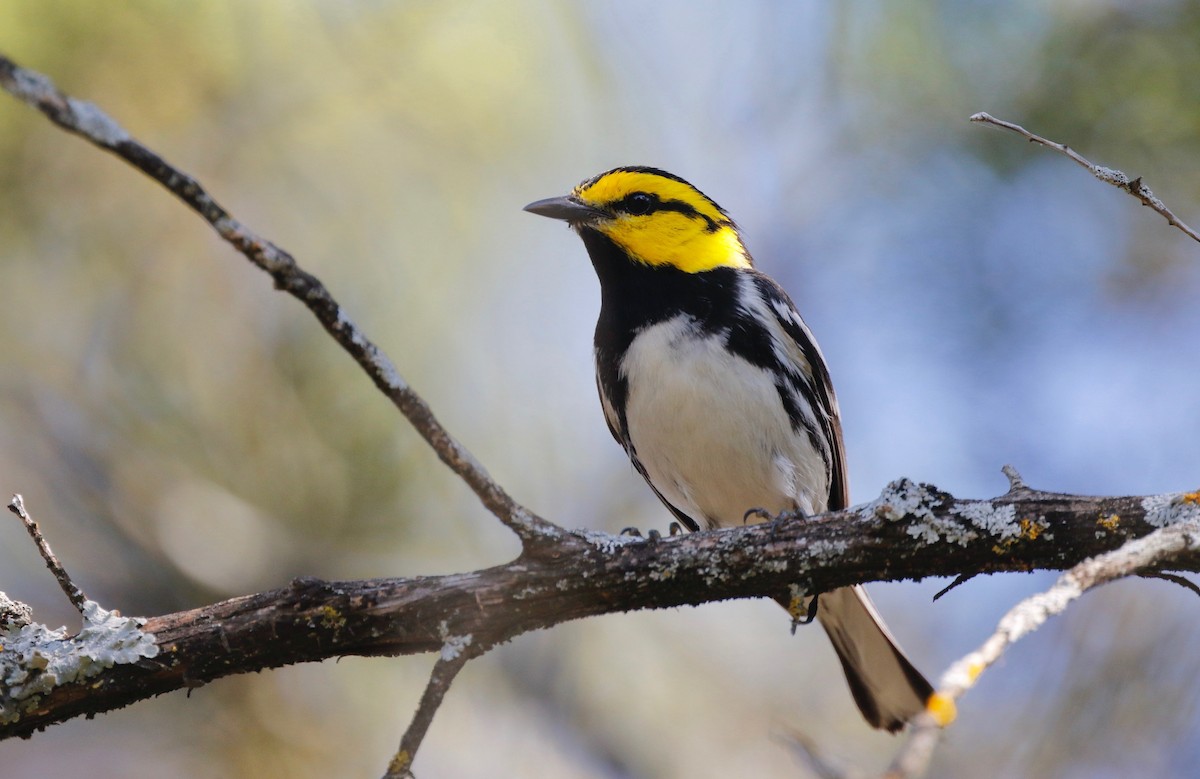 Golden-cheeked Warbler - Timo Mitzen