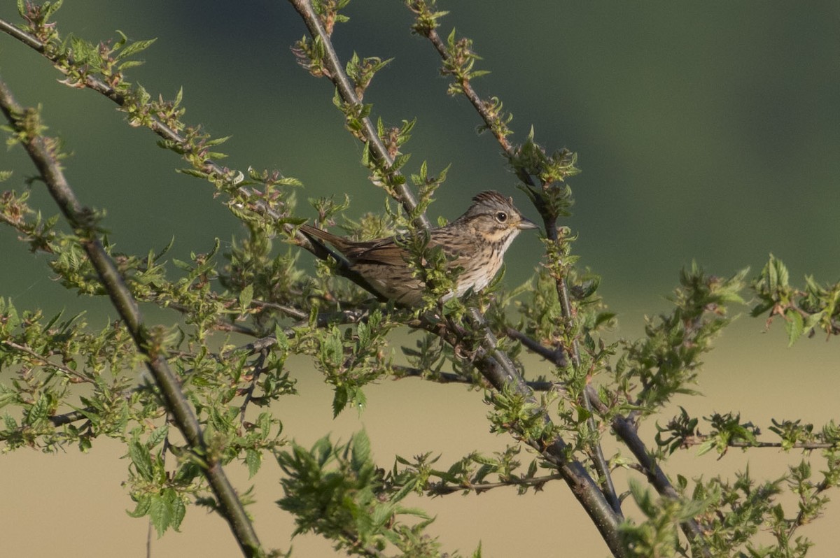 Lincoln's Sparrow - ML99704821